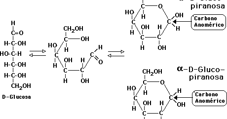 La hidrólisis de la maltosa producirá glucosa y diabetes. La hidrólisis de la maltosa producirá glucosa y diabetes.