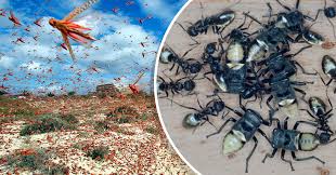 los insectos se están extinguiendo a nivel global a un ritmo de 2.5% los insectos se están extinguiendo a nivel global a un ritmo de 2.5%