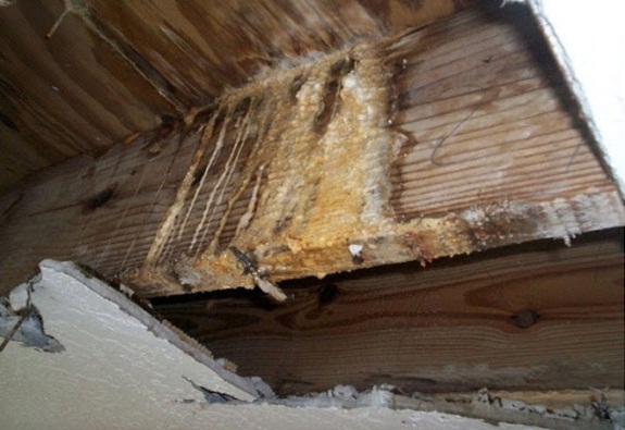 Odgrzybianie drewna, więźby dachowej poddasza - konstrukcji drewnianej domu