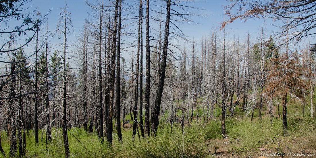 Pacific Northwest Photography Yosemite Crane Flat Lookout