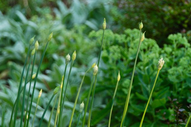 Since buds count for something at the famous Chelsea Flower Show (see a photo of this years winningest garden), I decided to include the buds of Allium tuberosum which are also on the Hill Garden. They stand out here in front of gray lamb's ears (Stachys byzantine) and budded Sedum 'Autumn Joy'.