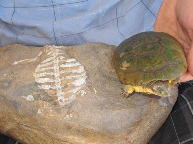 Researchers discover real reason why turtles have shells Researchers discover real reason why turtles have shells