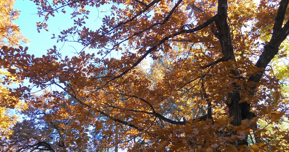 Какой ждать октябрь. Какой ждать октябрь. Какой ждать октябрь. Очарование осени. Какой ждать октябрь.