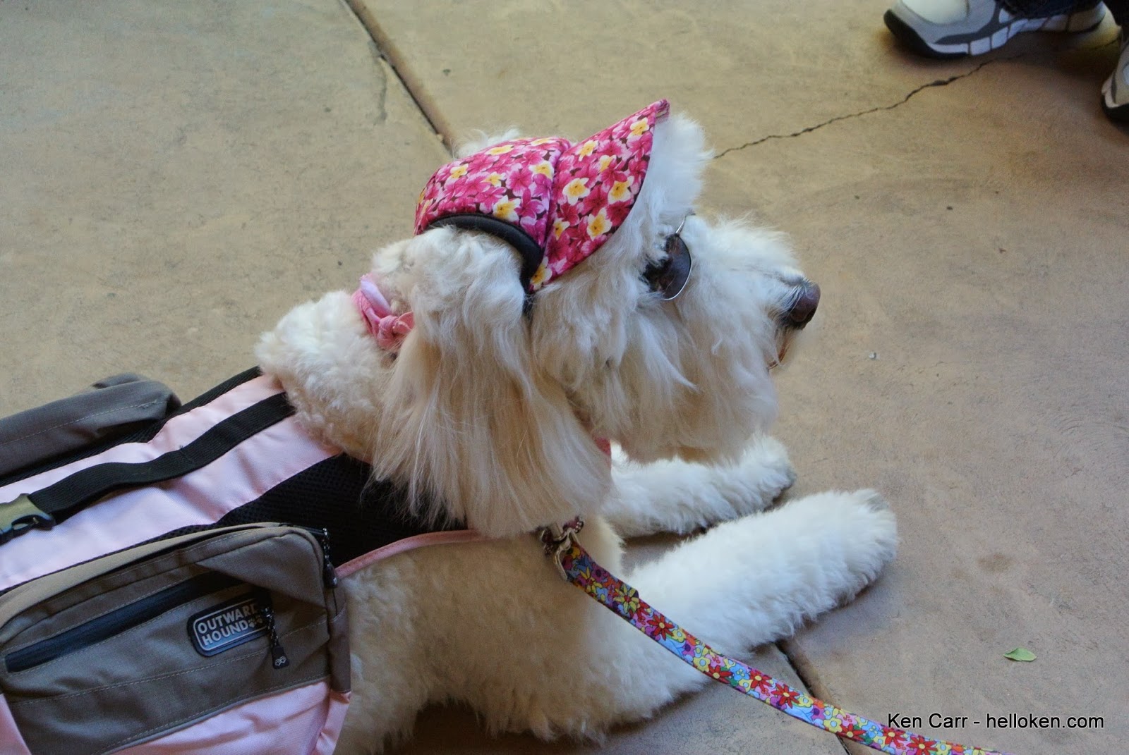 Lucky at a doggy fashion show at La Encantada Mall