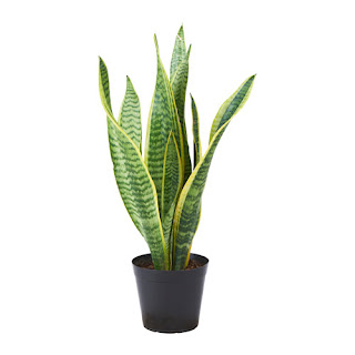 Bunga Sansevieria Bunga Sansevieria