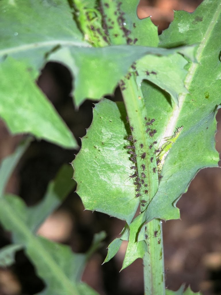 Xtremehorticulture of the Desert: Watch for Aphids This Time of Year