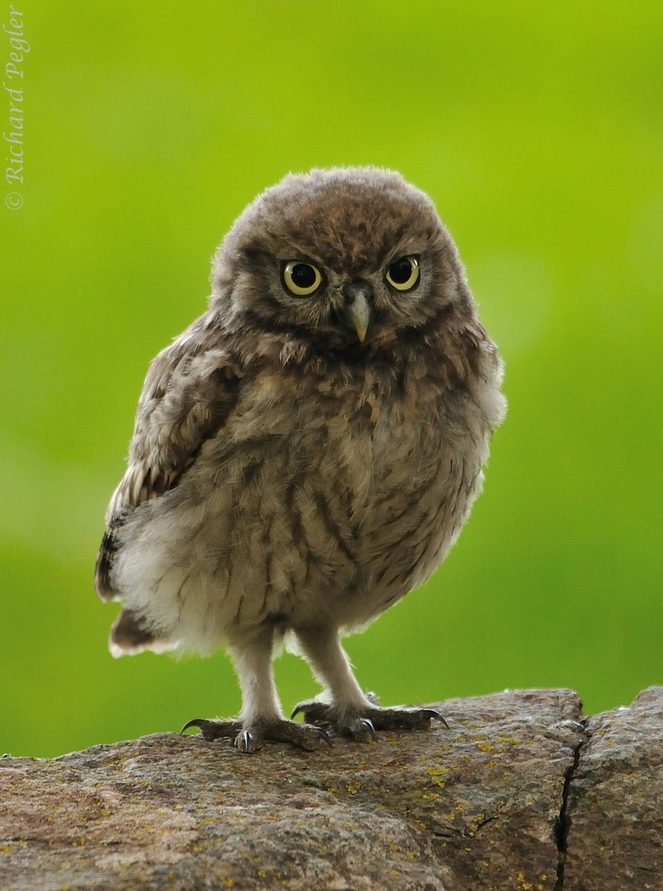 Pegler Birding Little Owls On The Rocks! on 30th June, 2012