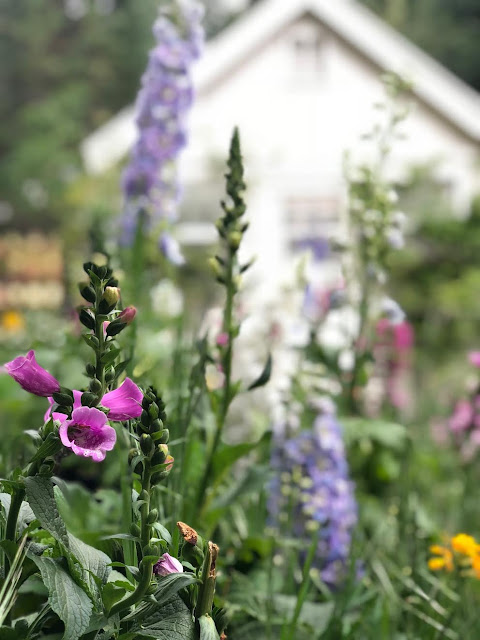 Cottage Garden- 8 things to know about Foxgloves