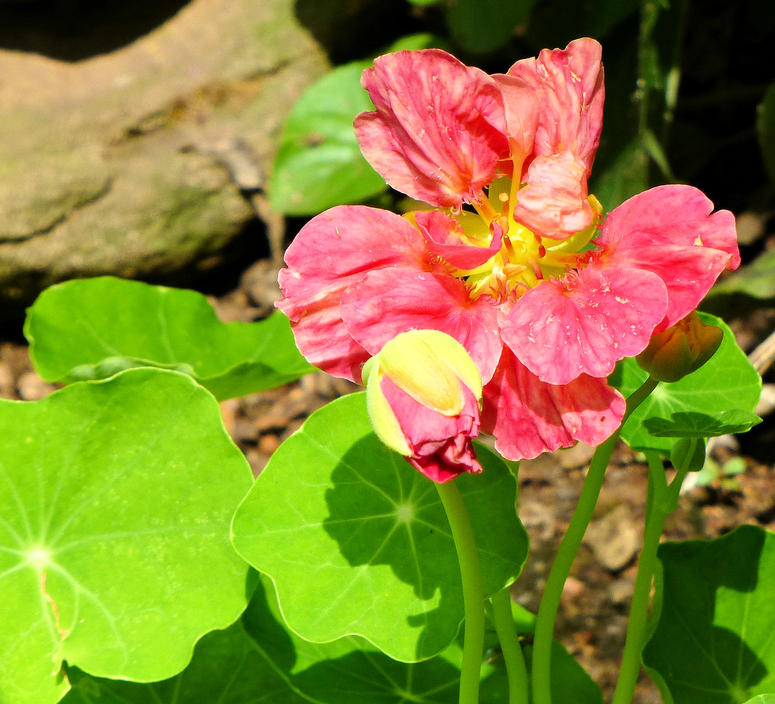 Molly the AireGirl Flower Friday
