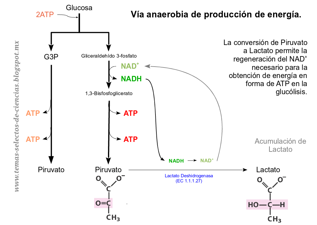 La metabolismo glucosa de