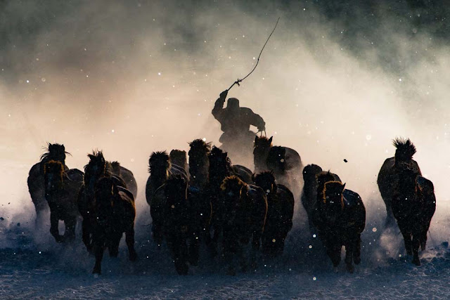 الصور الفائزه بجائزة المركز الأول للتصوير الفوتوغرافي ناشيونال جيوغرافيك لعام ,2016 Natgeo 2016 photography award winners2016,صورة راعي الخيول من منغوليا، للمصور أنتوني لاو من هونغ كونغ