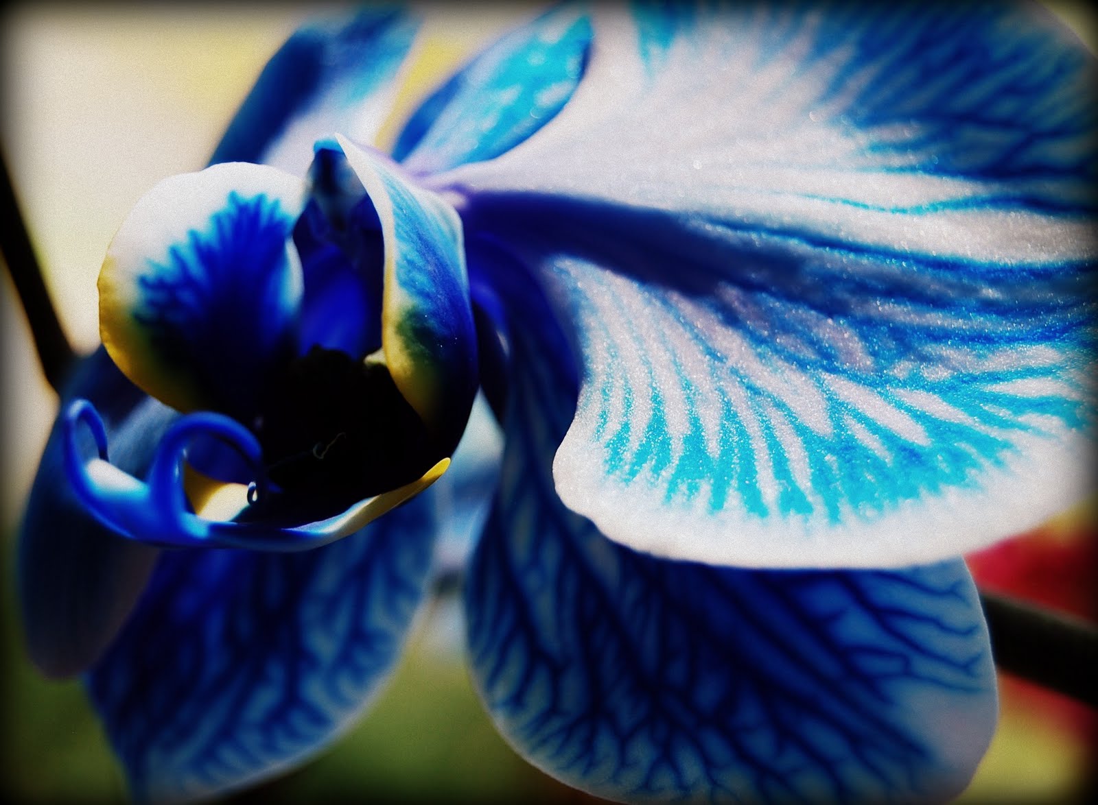 hurricanesofdreams Blue Diamond Orchid, East Hartford, Connecticut