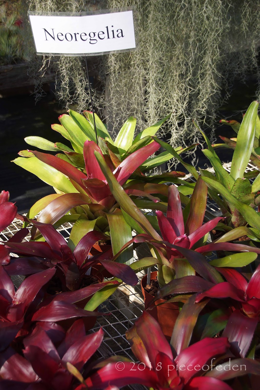 A Visit To Bird Rock Tropicals