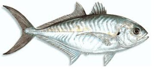 Ikan Tengkek (Laut) Ikan Tengkek (Laut)