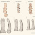 DESCUBREN LUZÓN UNA ISLA FILIPINA UNA NUEVA ESPECIE HUMANA EL 'HOMO LUZONENSIS'