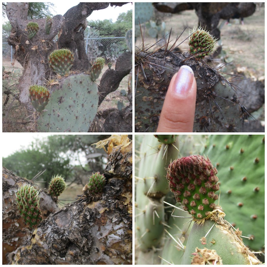 El nopal - blog 11