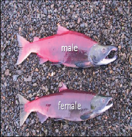 Save our Salmon friends!: About Salmon