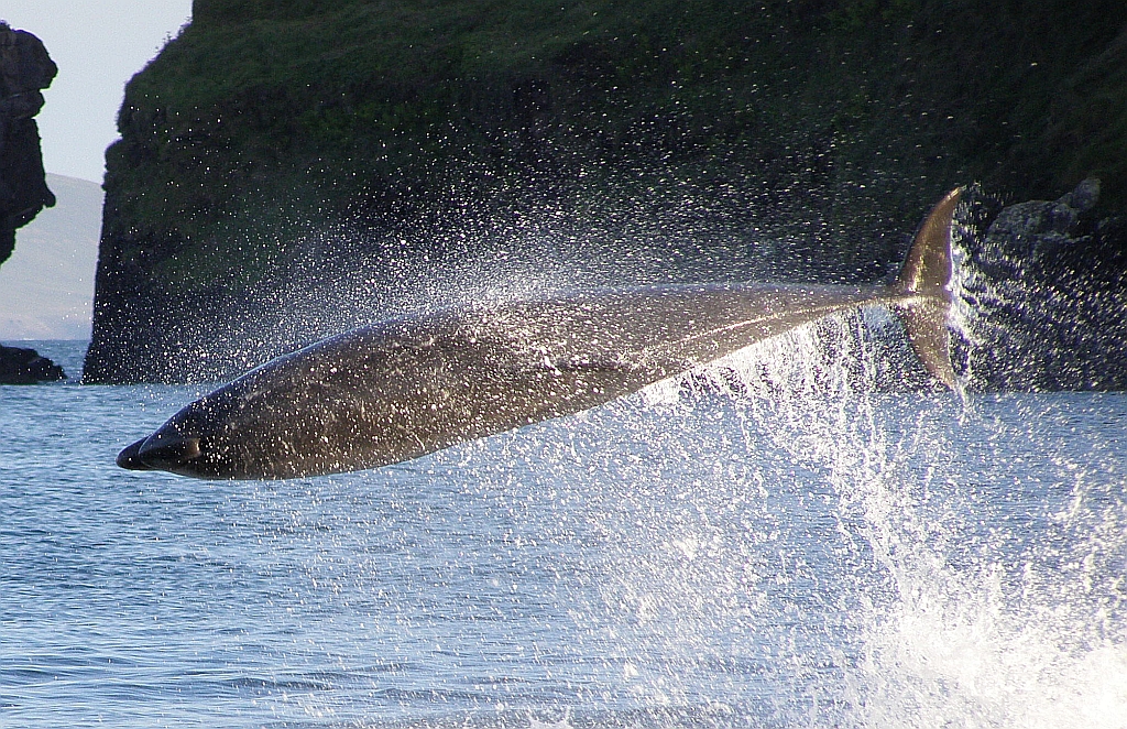 Sea Bass Hunting Fungie, Dingle Dolphin 10.03.2013