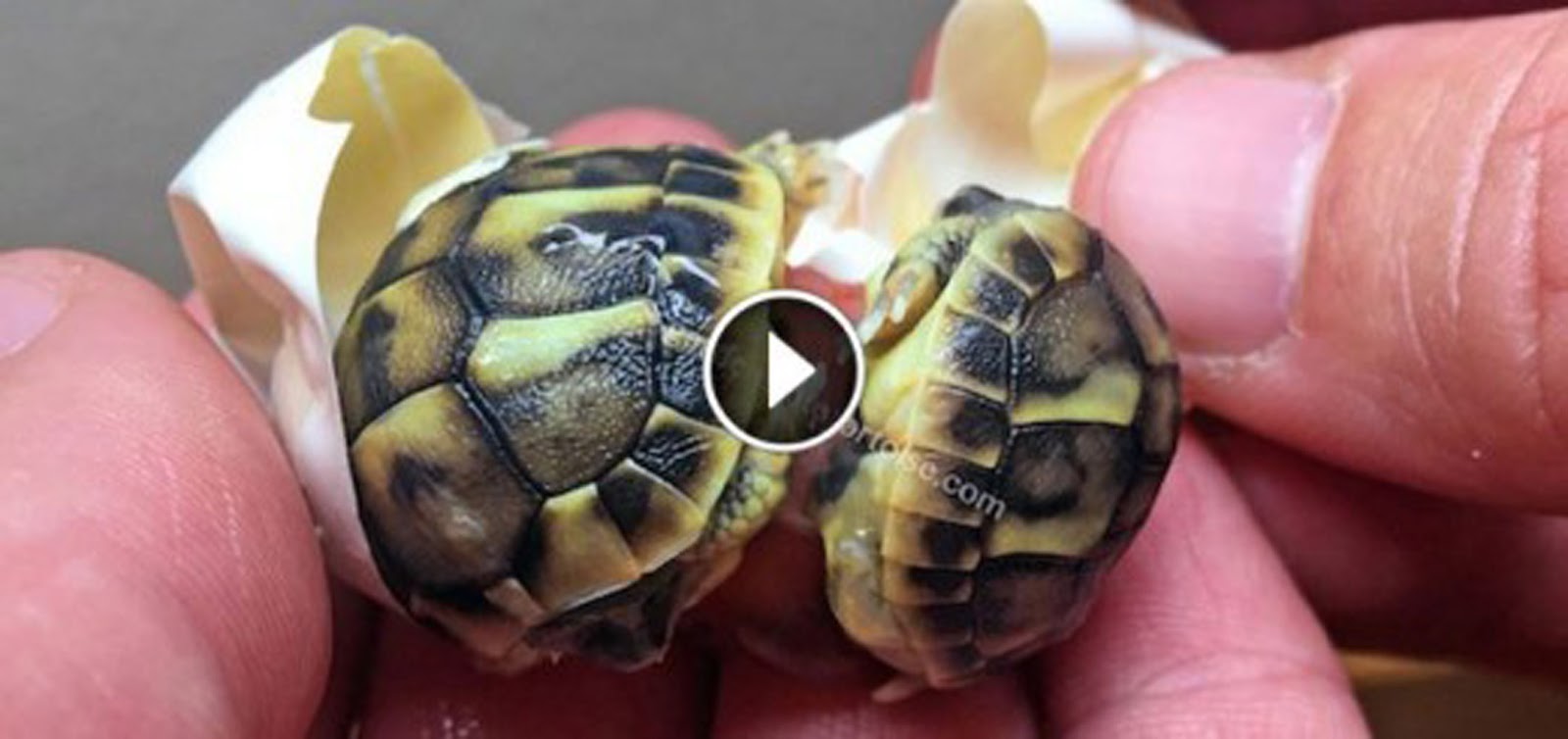 These Conjoined Twin Tortoises Were Dying, Until He Used An Everyday