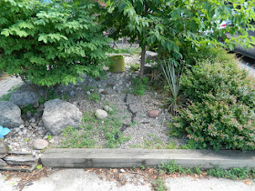 Leslieville front garden cleanup before by Paul Jung Gardening Services Toronto