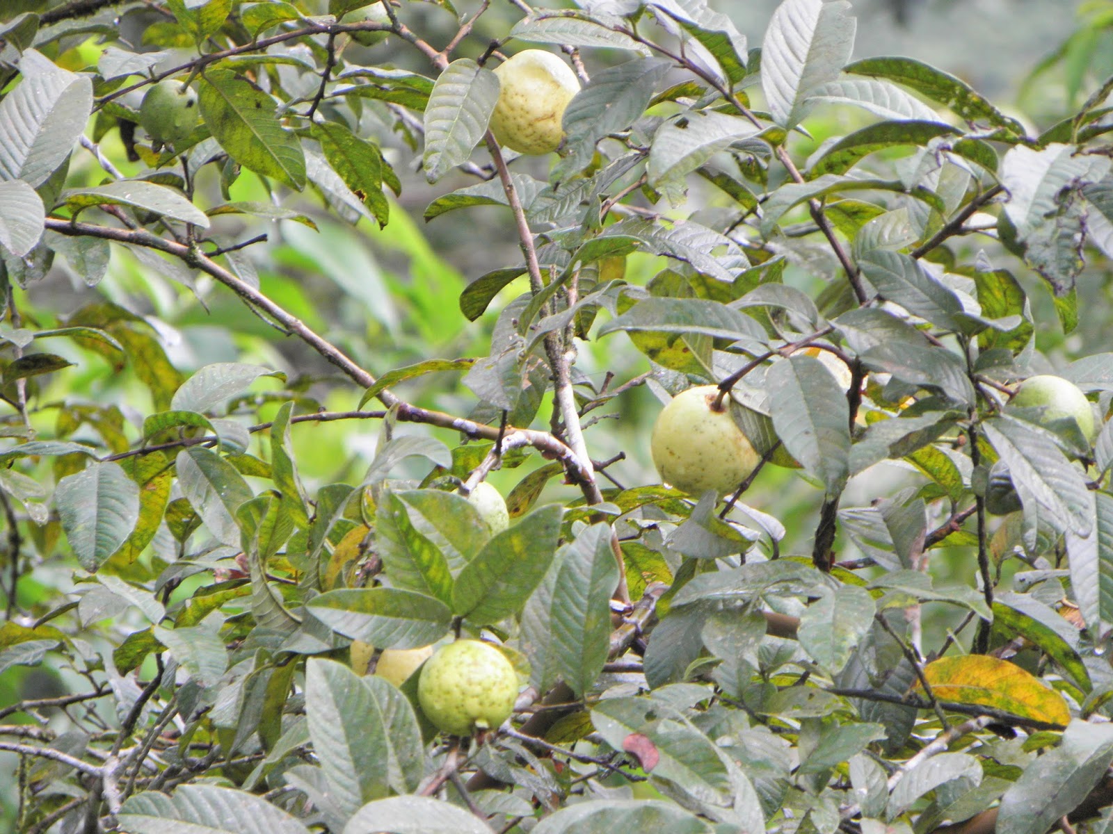 Ecuador Joannan silmin Ecuador in my eyes Health benefits of guava