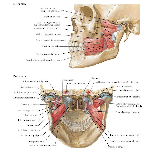  Muscles Involved in Mastication (continued) ANATOMY