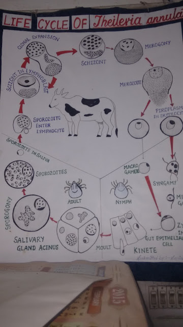 theileriosis in cattle: LIFE CYCLE
