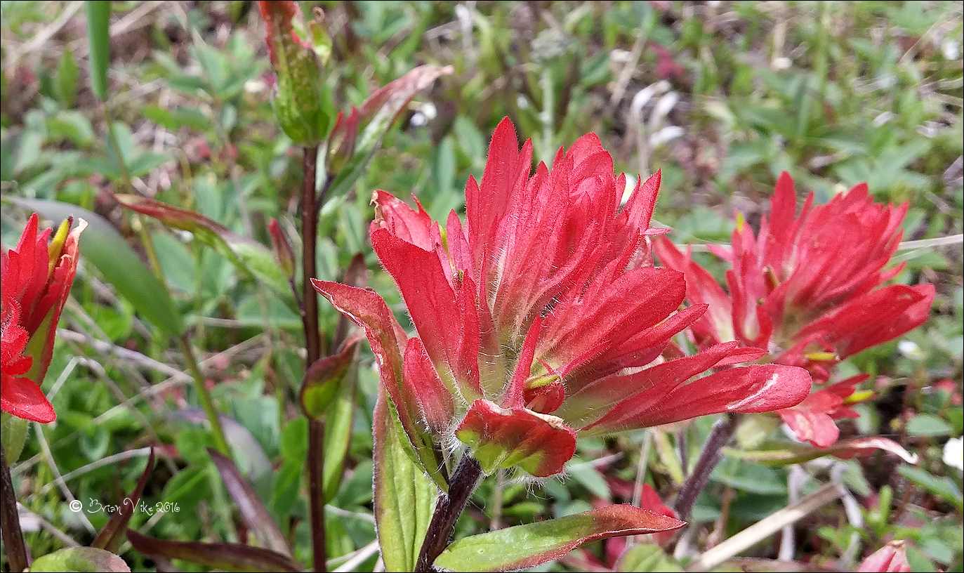 Northern Interior British Columbia My Meadows Wild Flowers Houston