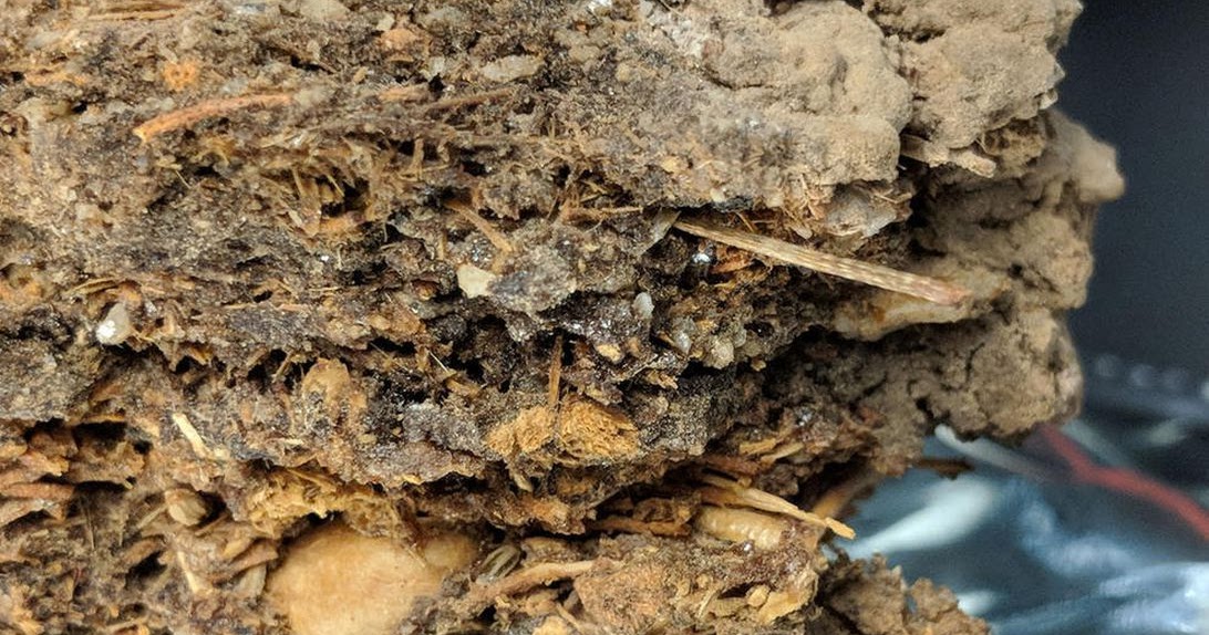 packrat removal packrat removal