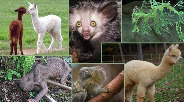 All the strange creatures of the world,বিশ্বের অদ্ভুত সব প্রাণী গুলো All the strange creatures of the world,বিশ্বের অদ্ভুত সব প্রাণী গুলো