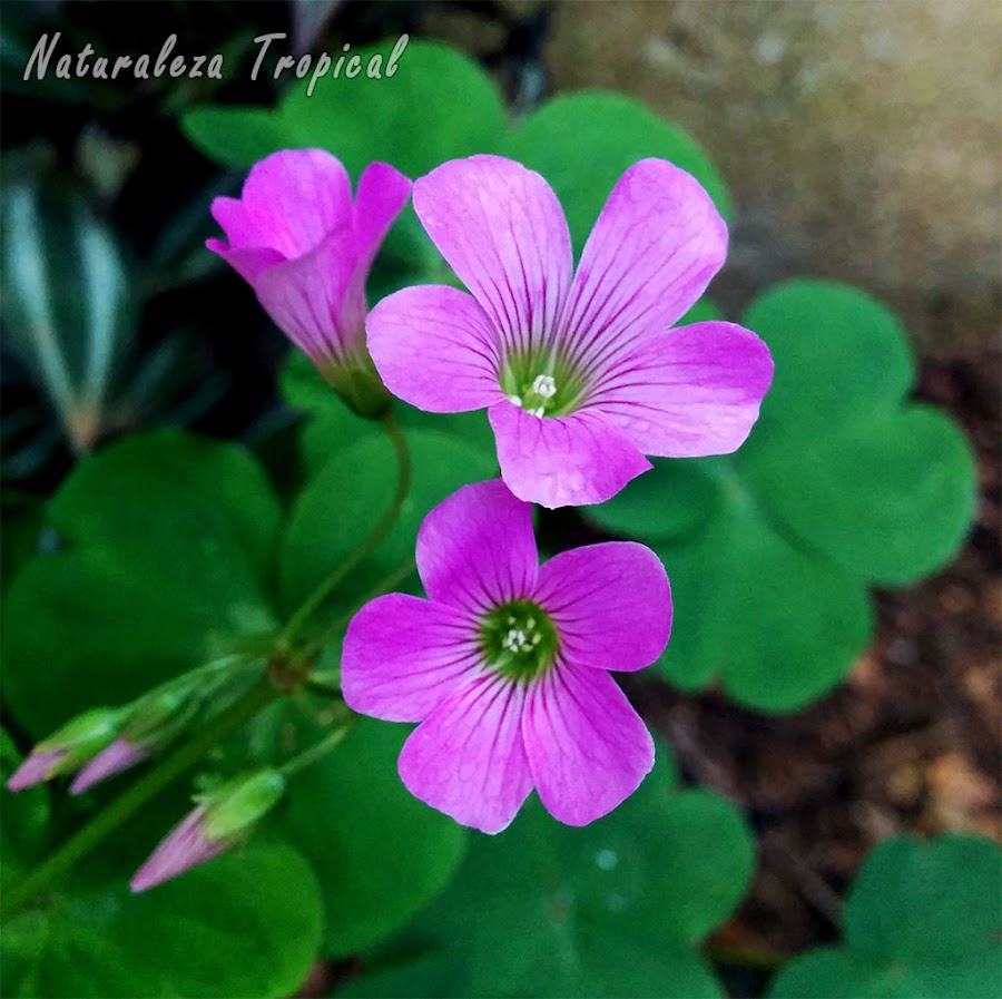 Flores de una planta del género Oxalis