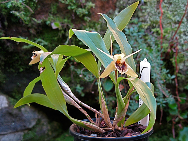 Coelogyne Ovalis Orchid Plant Care And Culture Travaldo S Blog
