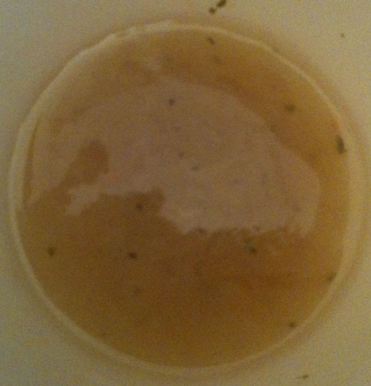 Free From G. Knorr Stock Pots Are Gluten Free!