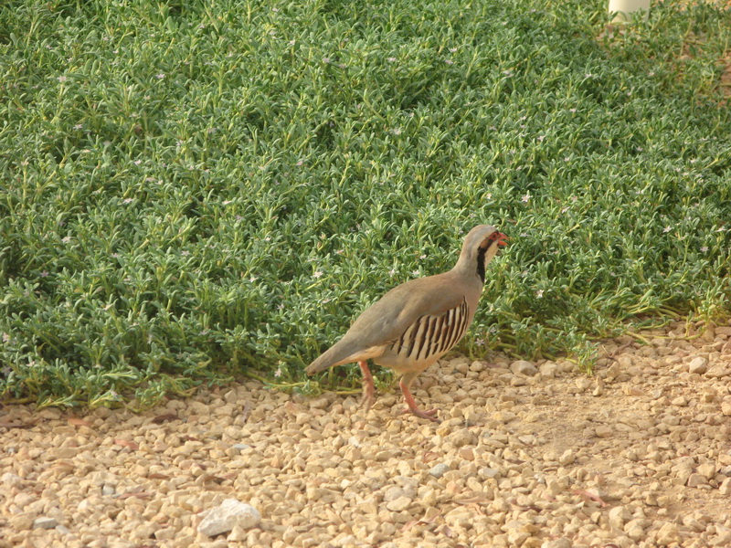 sarisaringketektyur Birds of UAE