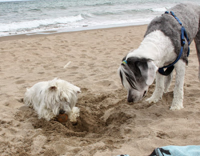 playa para perros Estartit