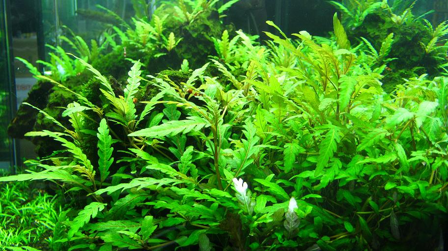 A NIGHT BY THE AQUARIUM: Hygrophila Pinnatifida