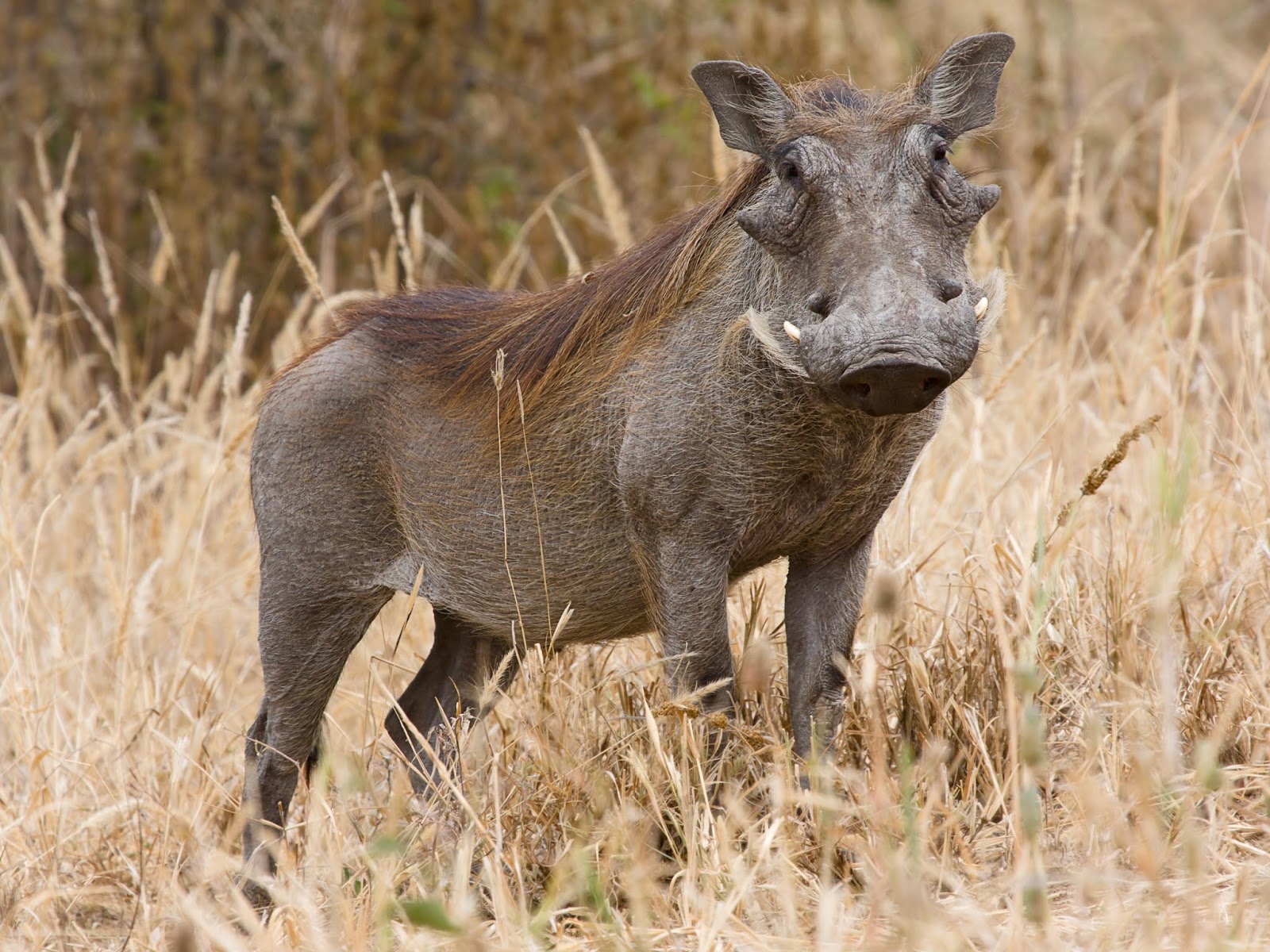 Mammals Animals: Tarangire Warzenschwein1