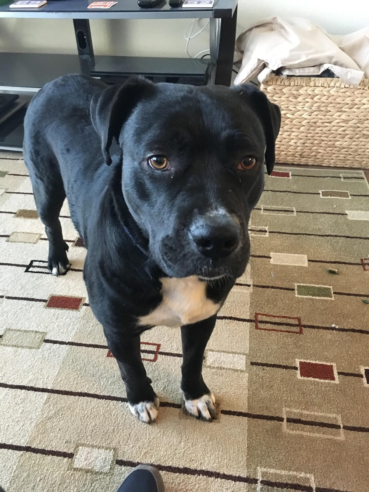 Dog Chained For Years Finds New Home Dog Chained For Years Finds New Home