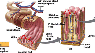 Saluran Pencernaan Usus Halus Beserta Bagian Bagianya Dan Enzim Getah Usus Halus Biologisites