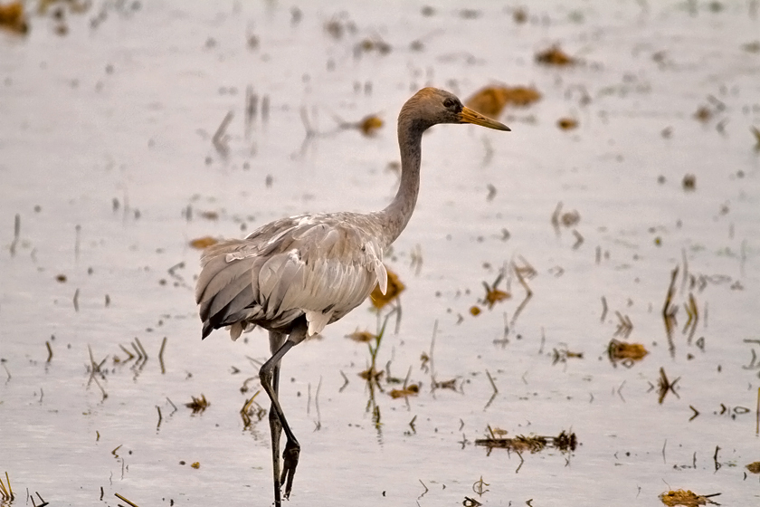 Spanish Steppes Extremadura Nov 2012, Limosa Holidays Focusing on