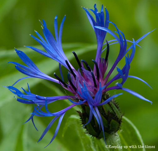 Bachelor Button (Centaurea) - Keeping With The Times