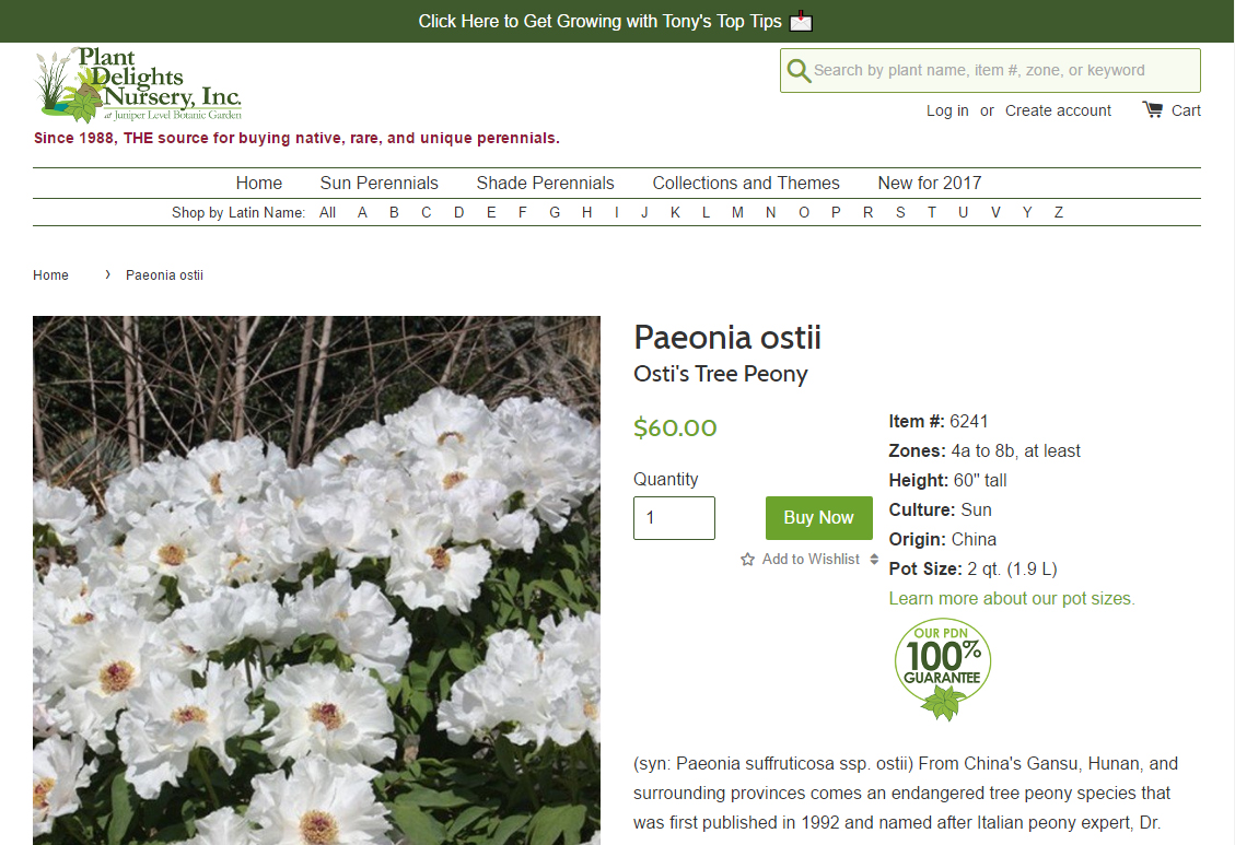 Southern Peony 2017 Tree Paeonia Ostii At Plant Southern Peony 2017 Tree Paeonia Ostii At Plant