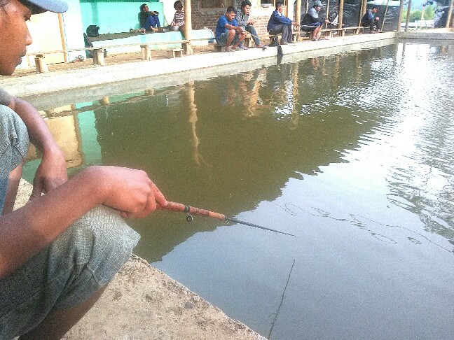 Umpan Mancing Ikan Mas Di Kolam Harian