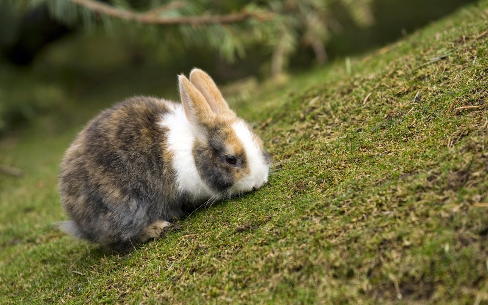 Conejo: cuidados y nombres para tu mascota. Conejo doméstico