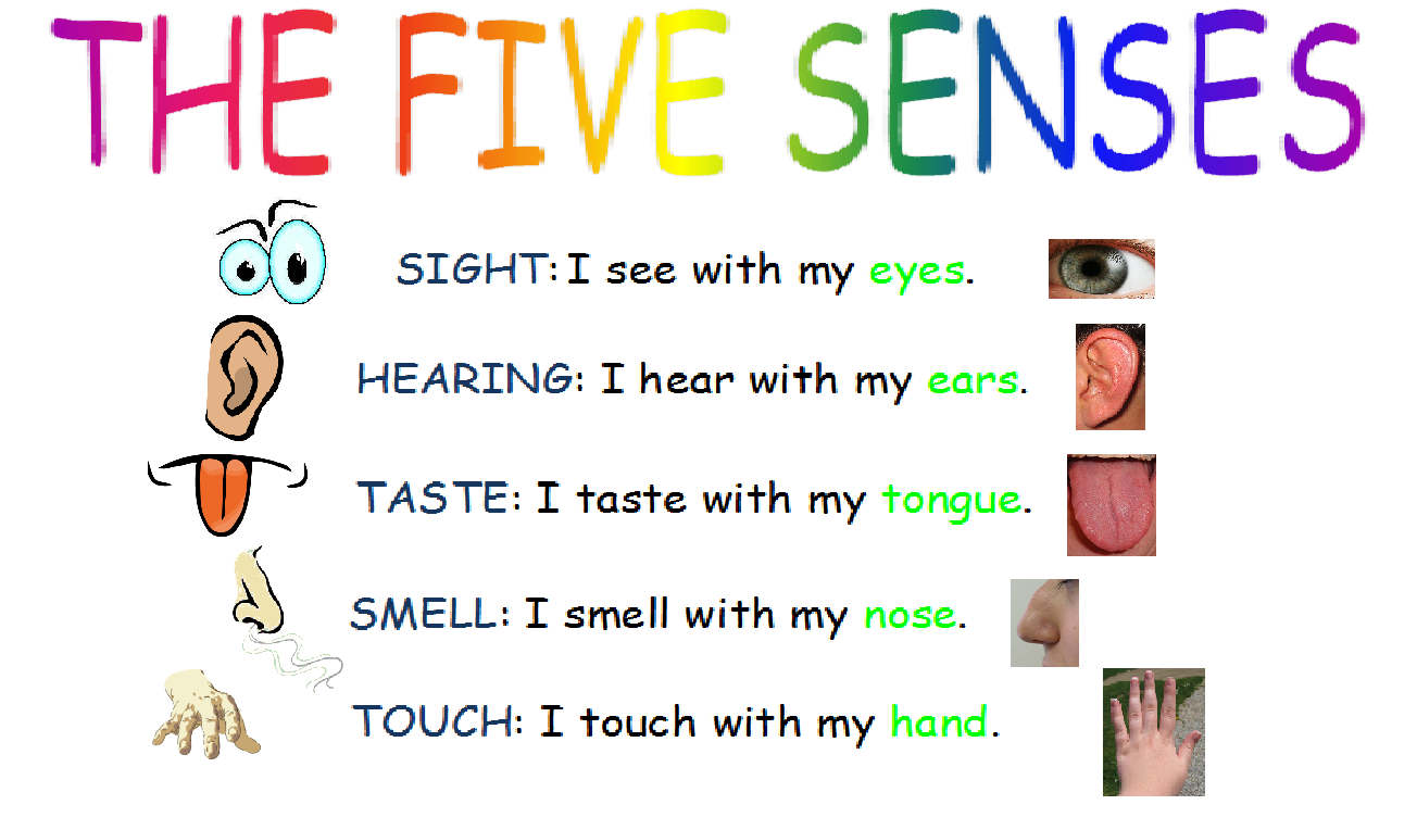 OUR ENGLISH CLASS 1st Grade How Many SENSES Are There In Your BODY OUR ENGLISH CLASS 1st Grade How Many SENSES Are There In Your BODY
