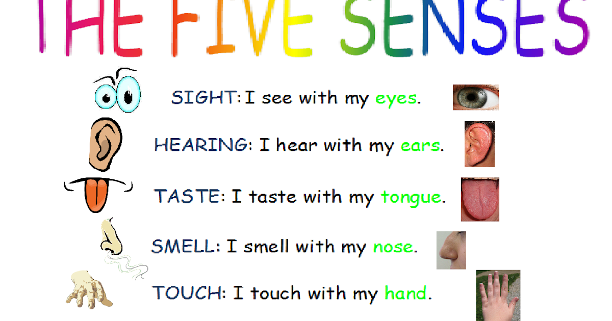 The Lab (unit_2) The senses