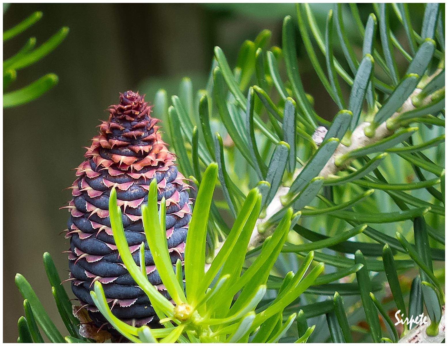 Sirpete's Pic's Fir Cone.