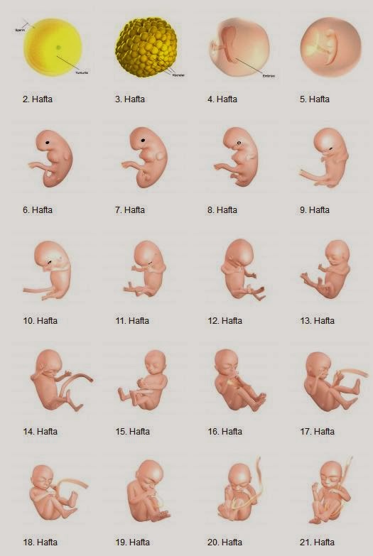 HAFTA HAFTA HAMİLELİK Bebegim Geliyor