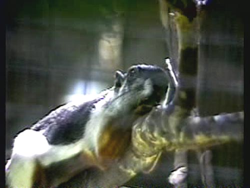 Prevost's Squirrel Prevost's Squirrel