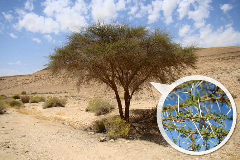 2 As Dez Fases do Sofrimento